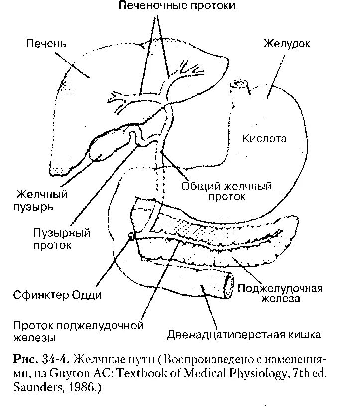 Протоки печени и поджелудочной железы схема. Схема печени с желчными протоками. Строение желудка желчного пузыря и печени. Проток поджелудочной железы сфинктер Одди.