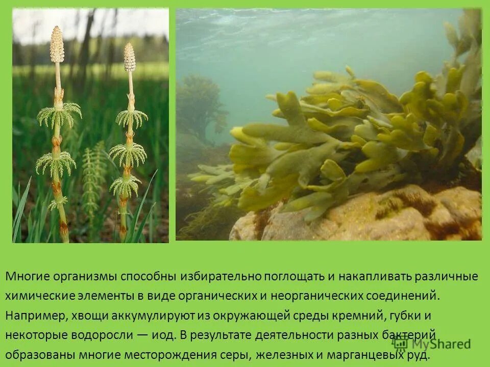 растения являются автотрофами. кальцитонин функции гормона. одиночные гормон продецирующие клетки. какие молекулы способны поглощать световую энергию. способны поглощать.