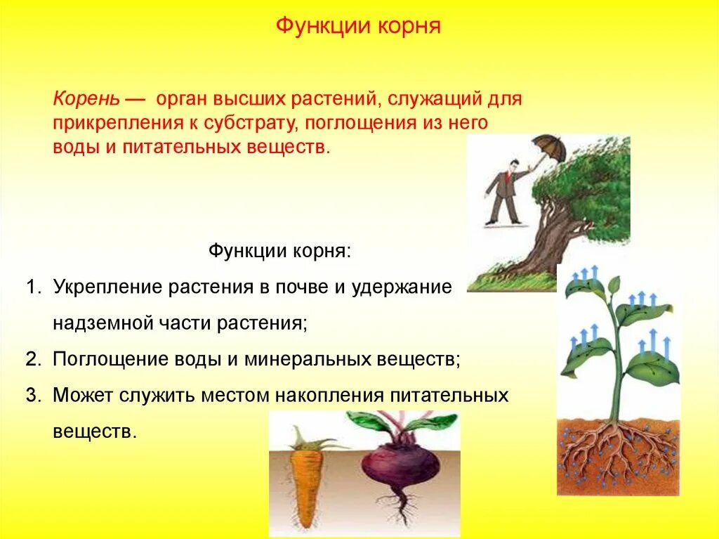 Функции корня растений. Корень функции корня. Функции корневища. Органы растений корень.