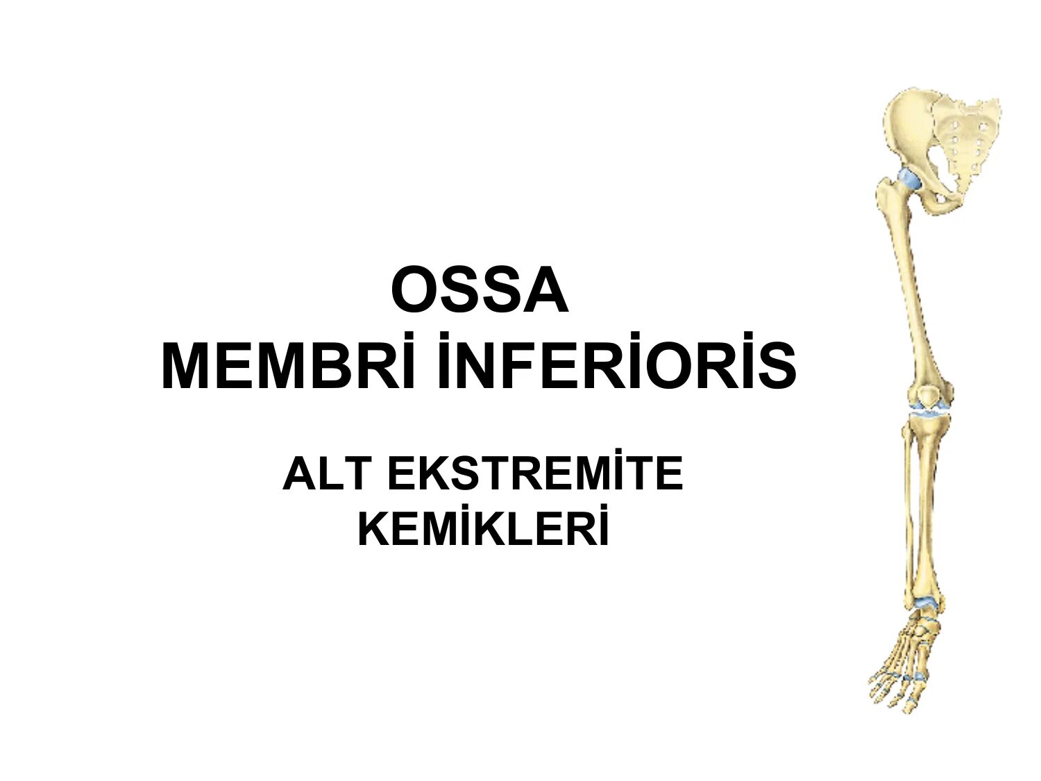 Skeleton membri латынь