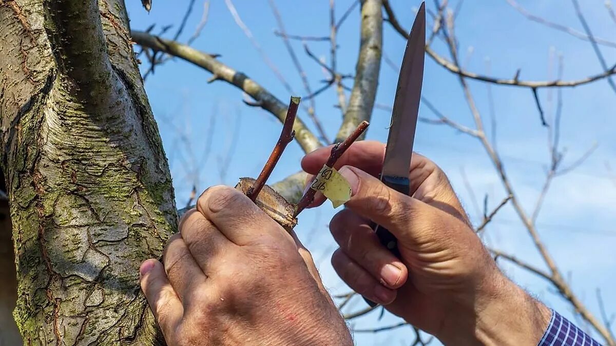 Время прививки плодовых деревьев. Окулировка плодовых деревьев. Прививка деревьев. Весенняя прививка плодовых деревьев. Привитые деревья.