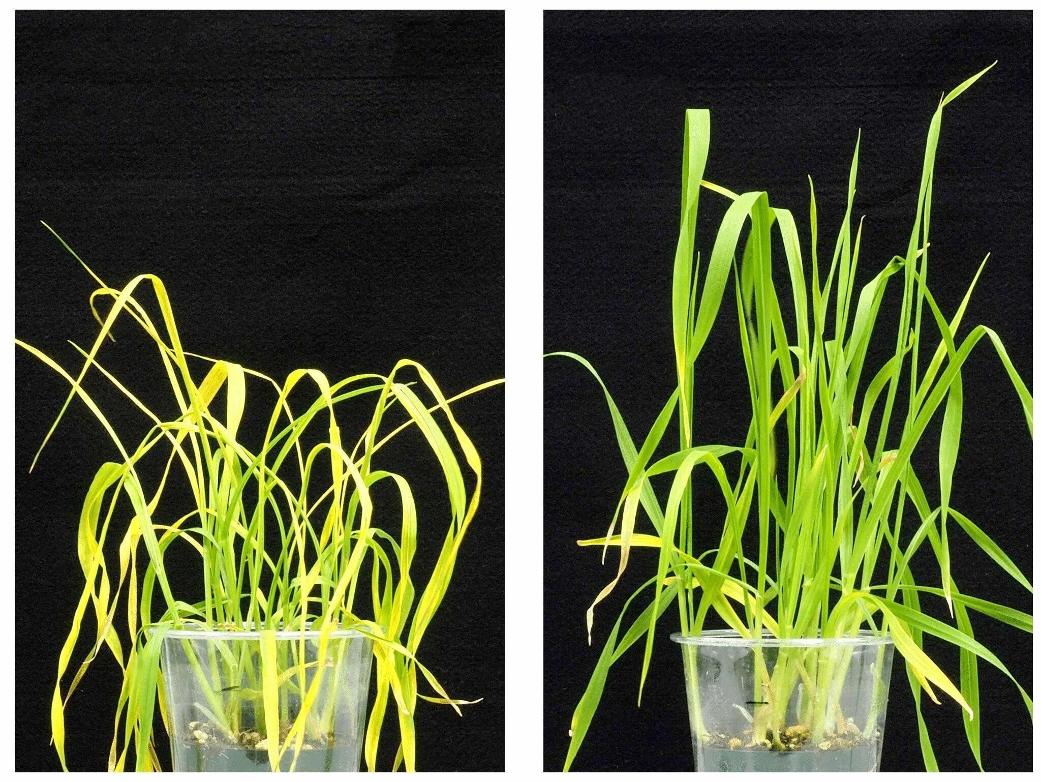 Комнатные растения 3д. Цветок в блендер 3д. Основы селекции. Растения в пробирках. Создать растения.