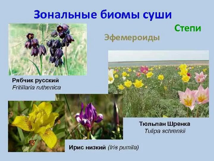 Растения эфемероиды. Эфемеры и эфемероиды. Эфемерные растения примеры. Эфемероиды. Растения с очень коротким вегетационным периодом.