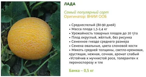 К какому семейству относится дыня