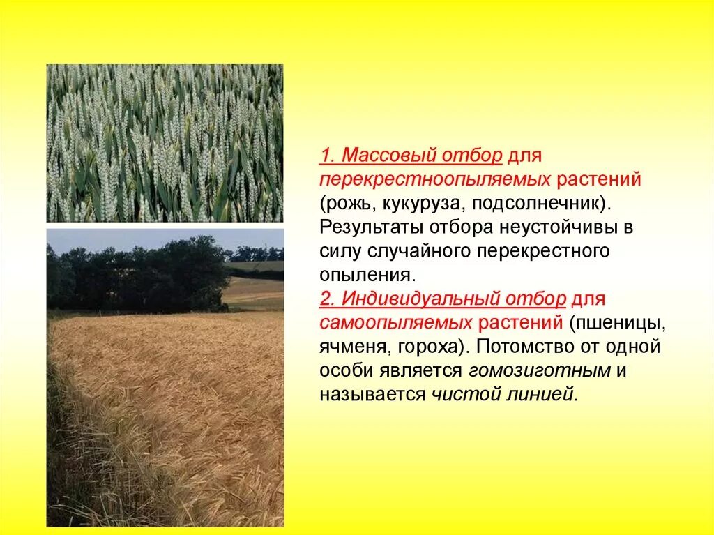 Массовый отбор в селекции. Искусственный отбор массовый. Массовый и индивидуальный отбор в селекции. Виды искусственного отбора массовый. Искусственный отбор массовый.