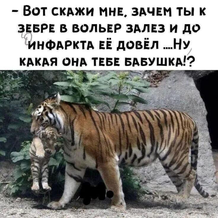 Зачем полез. Зачем зебру до инфаркта довели. вы зачем в вольер залезли зачем зебру. вы зачем в вольер залезли зебру до инфаркта довели.