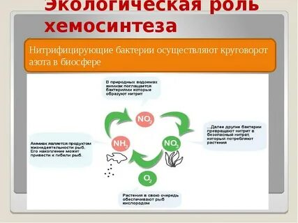 Роль хемосинтезирующих бактерий в экосистемах