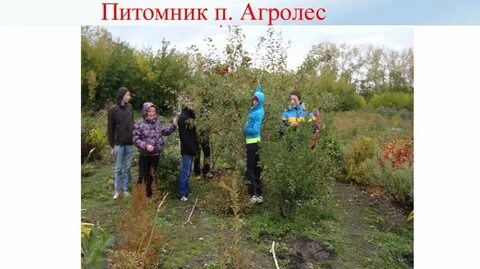 Питомник бердск