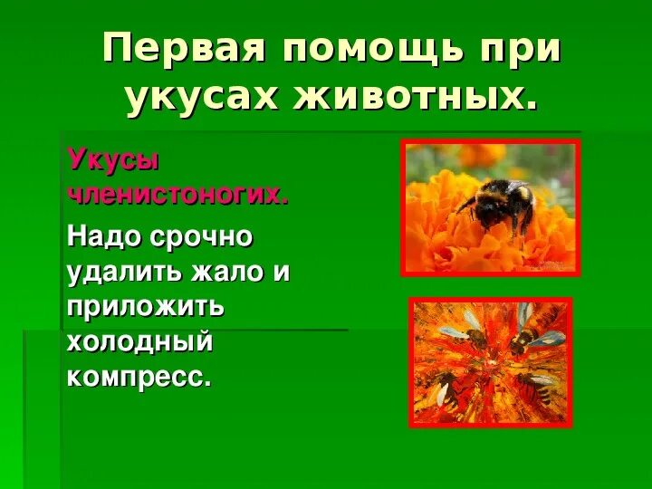 Помощь при укусе ядовитых насекомых. Укусы животных презентация. первая помощь при укусах животных. доврачебная помощь при укусах животных. первая доврачебная помощь при укусе животных.