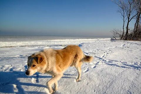Собака край