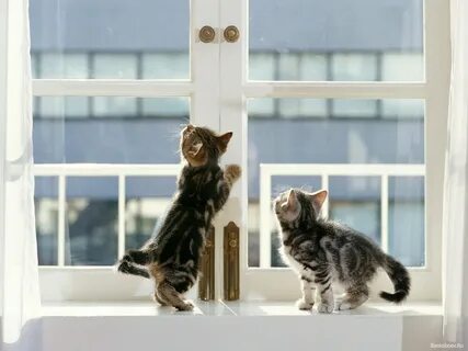 Кошачья окна