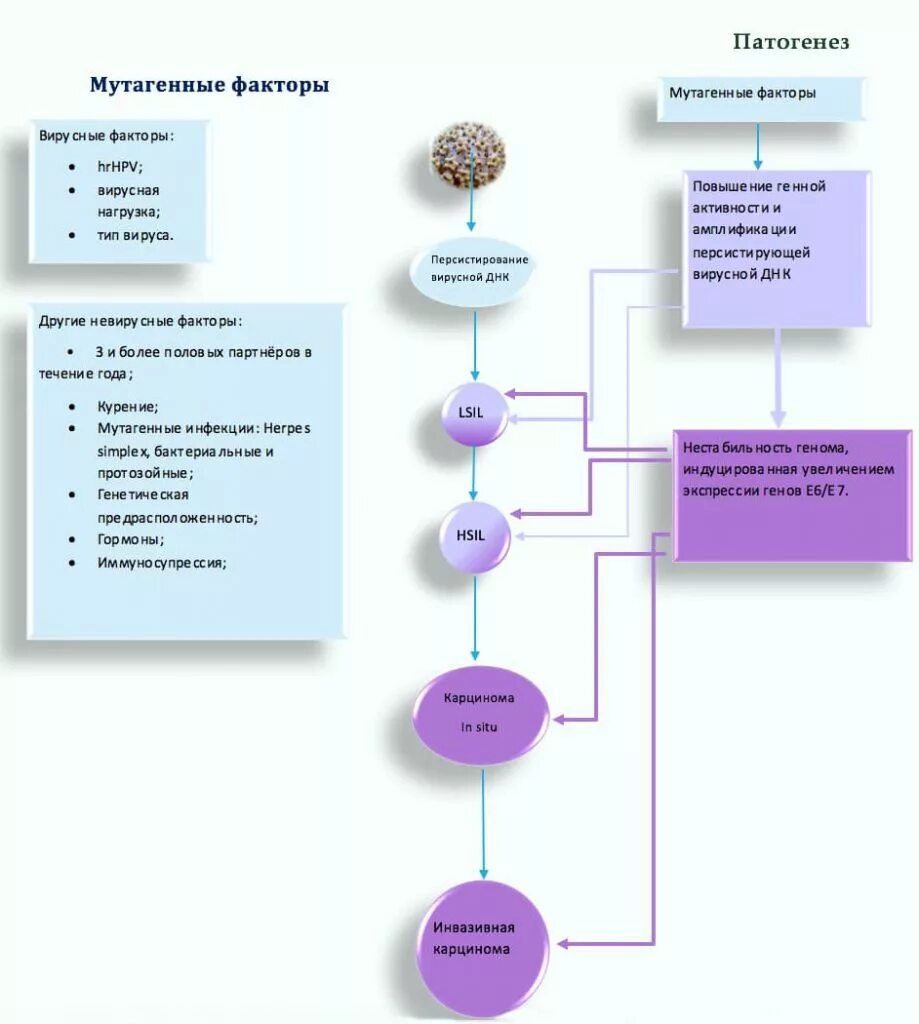 The bethesda system. Плоскоклеточное интраэпителиальное поражение высокой степени. Плоскоклеточное интраэпителиальное поражение низкой степени. Цитологическое заключение по системе Бетесда (the Bethesda System-TBS). Классификация the Bethesda System 2014 nilm что это.