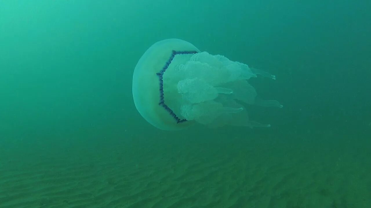 Красные медузы в черном море. Красные медузы в белом море. Красные медузы в черном море. Медуза в море. Медузы белого моря.