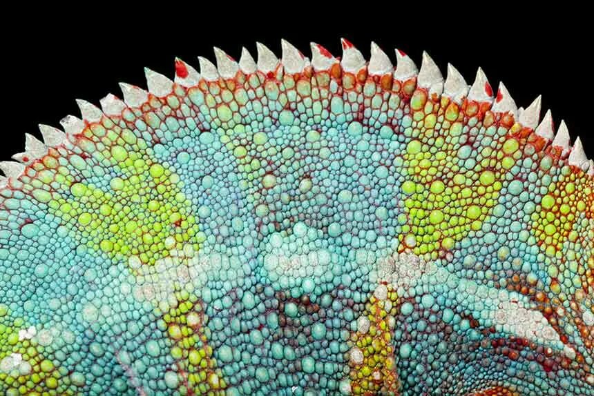 Chameleon Skin. Хамелеон цвета человеческая кожа. Chameleon Skin microscopy. Шкура хамелеона.