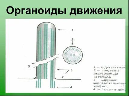 Строения и функции ресничек и жгутиков