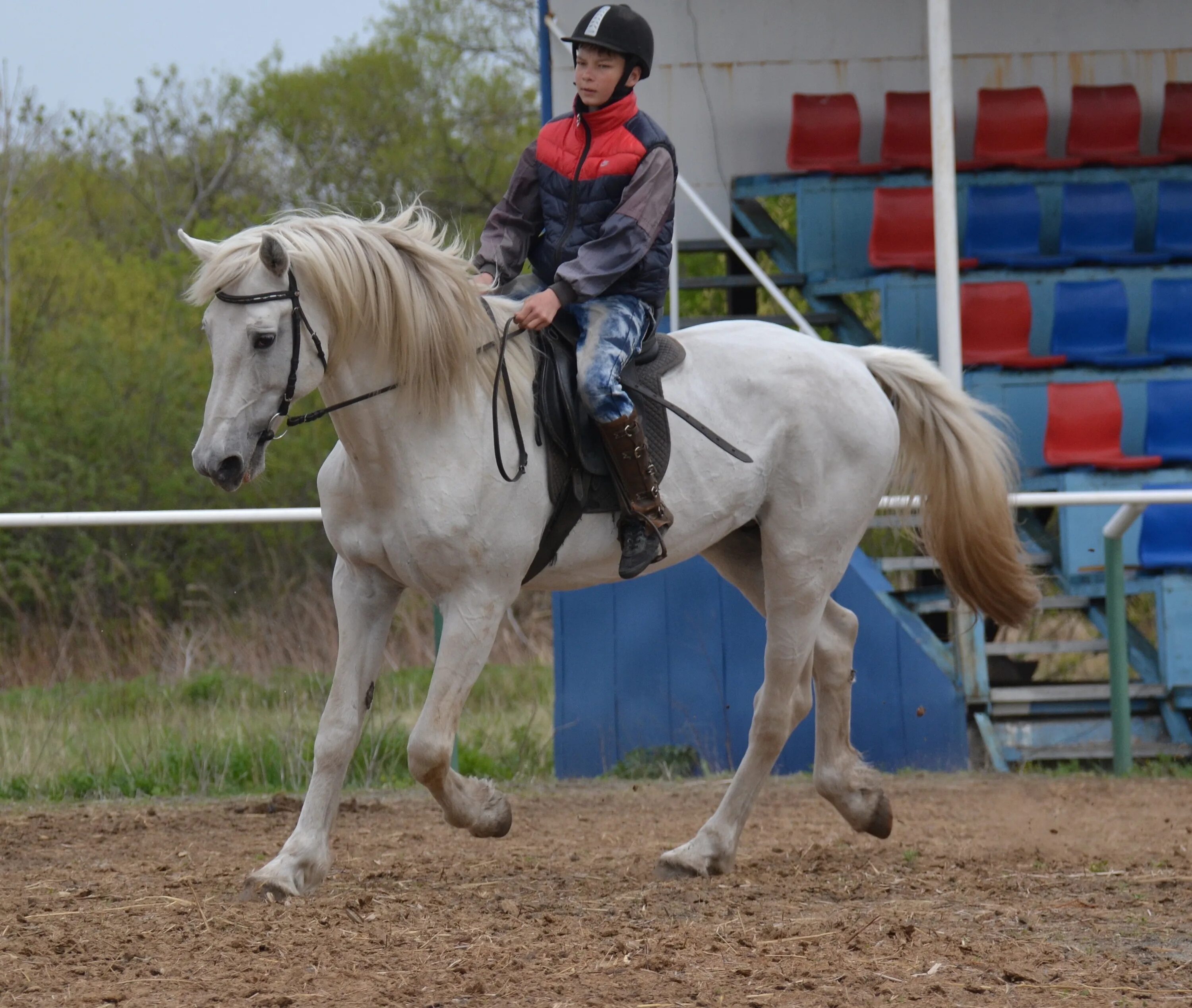 Кск ржевский. КСК кедр. Конный клуб кедр. КСК кедр Владивосток. Покататься на лошадях.