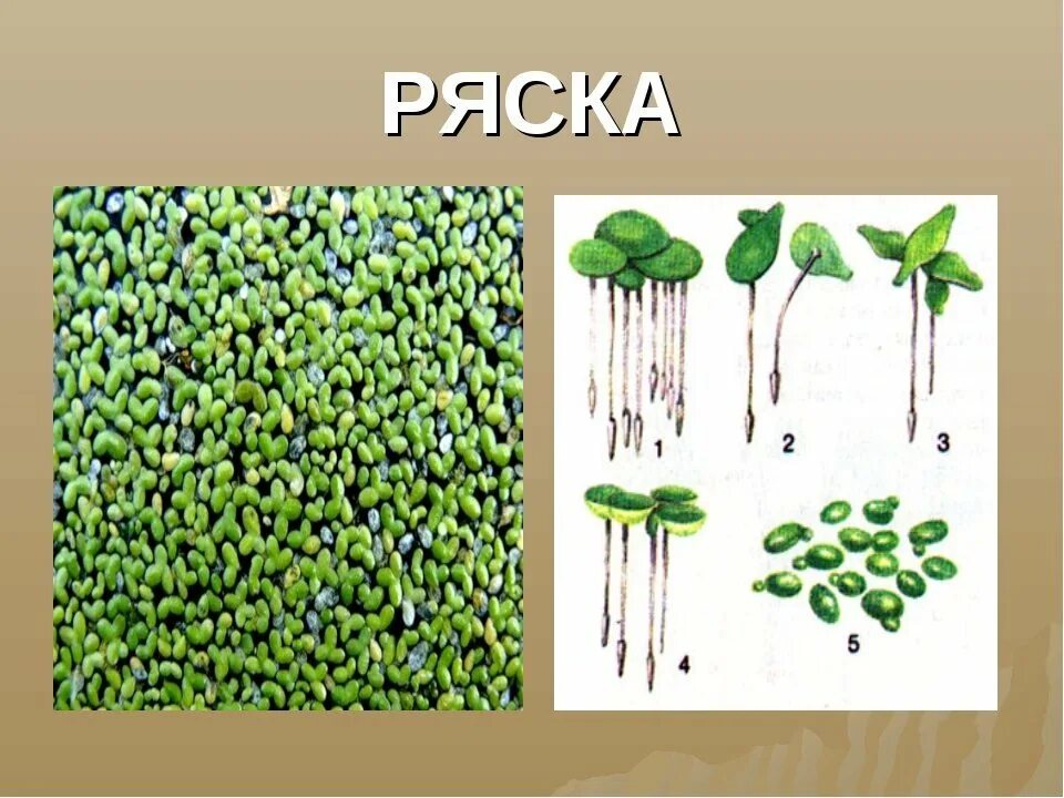 Ряска биология. Ряска малая. Ряска (lemna). Ряска болотная. Ряска горбатая.