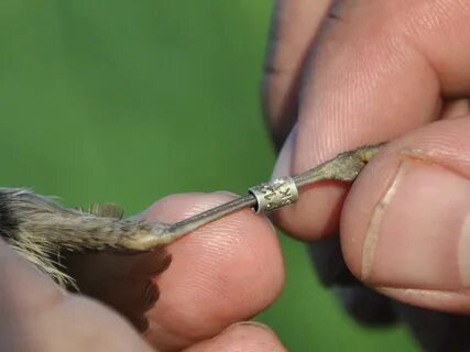 Кольцо для кольцевания птиц