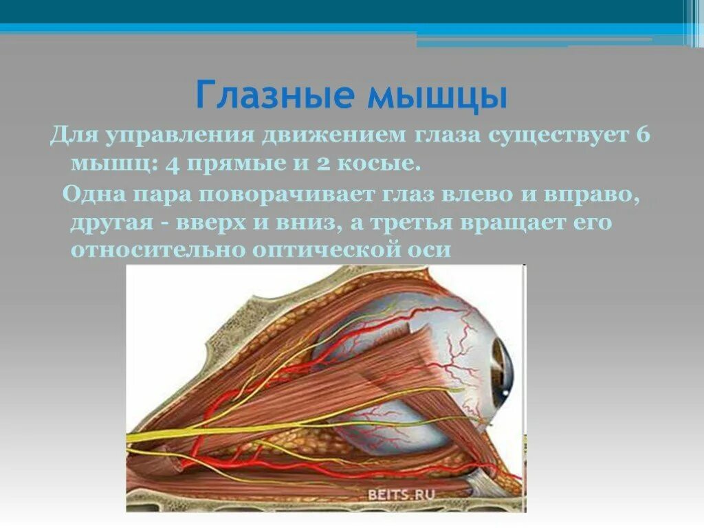 Какого значение мышц приводящих в движение глаз. Глазные мышцы. мышцы глазного яблока. прямые мышцы глаза. двигательные мышцы глаза.