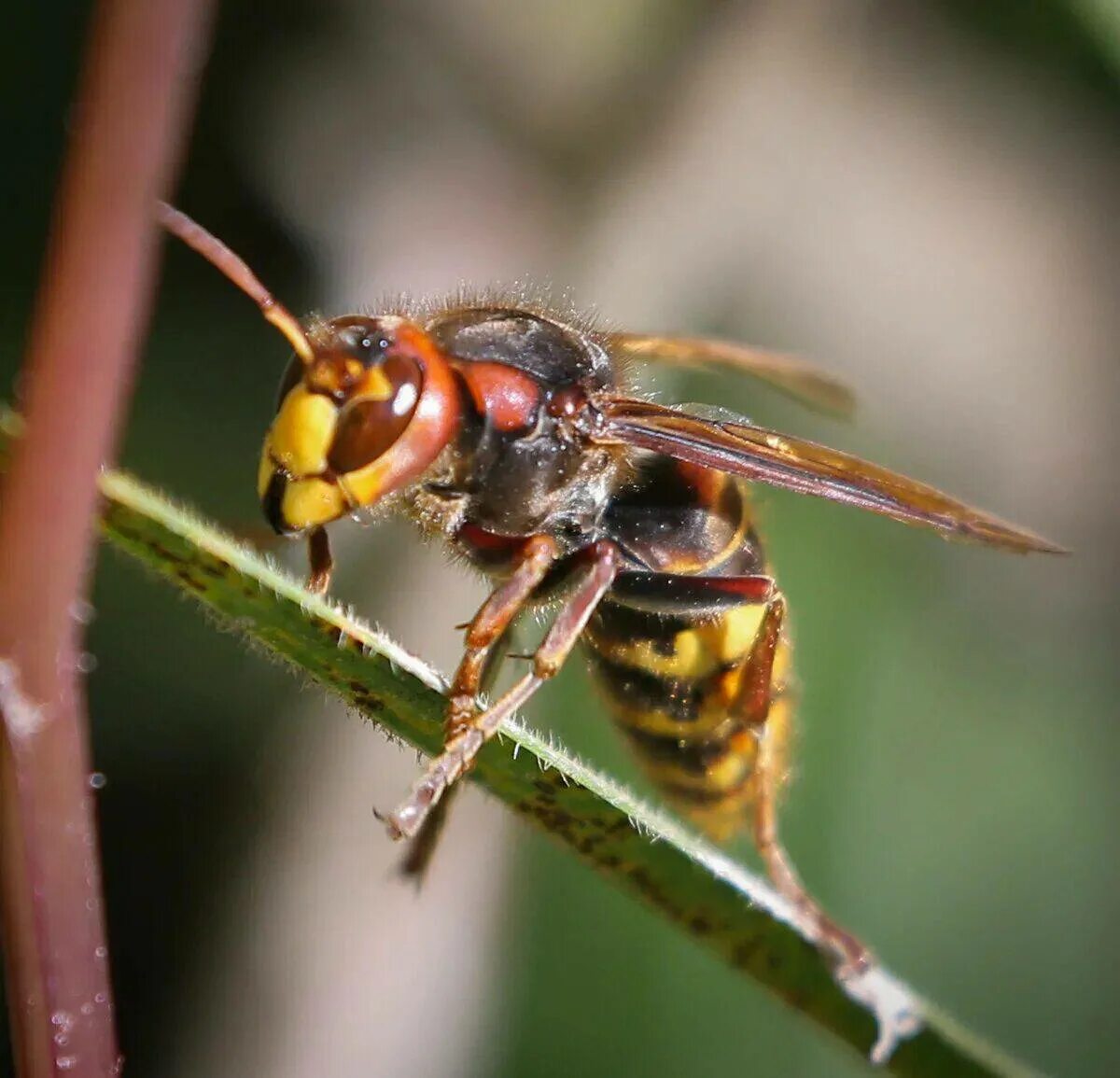 Шершень обыкновенный. Шершень википедия. Шершень сибирский. Шершень сибирский. Шершень википедия.