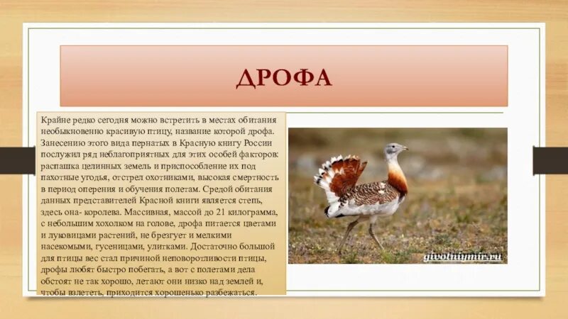 В какой зоне живет дрофа. Птицы красной книги. Сообщение о Дрофе. Птицы красной книги России. Дрофа.