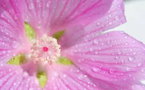 Цветочек розовый. 