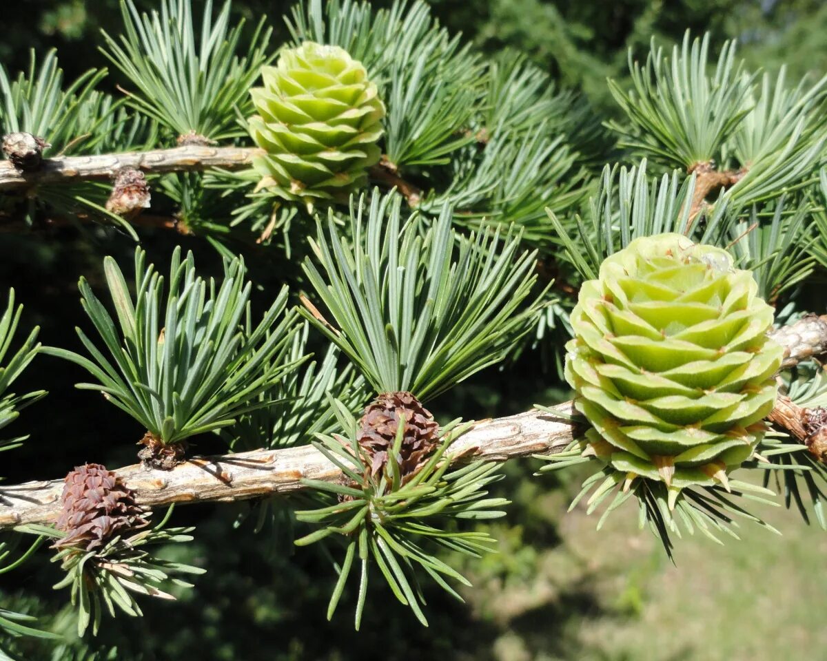 Лиственница Сибирская Larix sibirica. Лиственница Сибирская (Larix sibirica Ledeb.). Лиственница европейская Larix decidua. Лиственница европейская шишки.