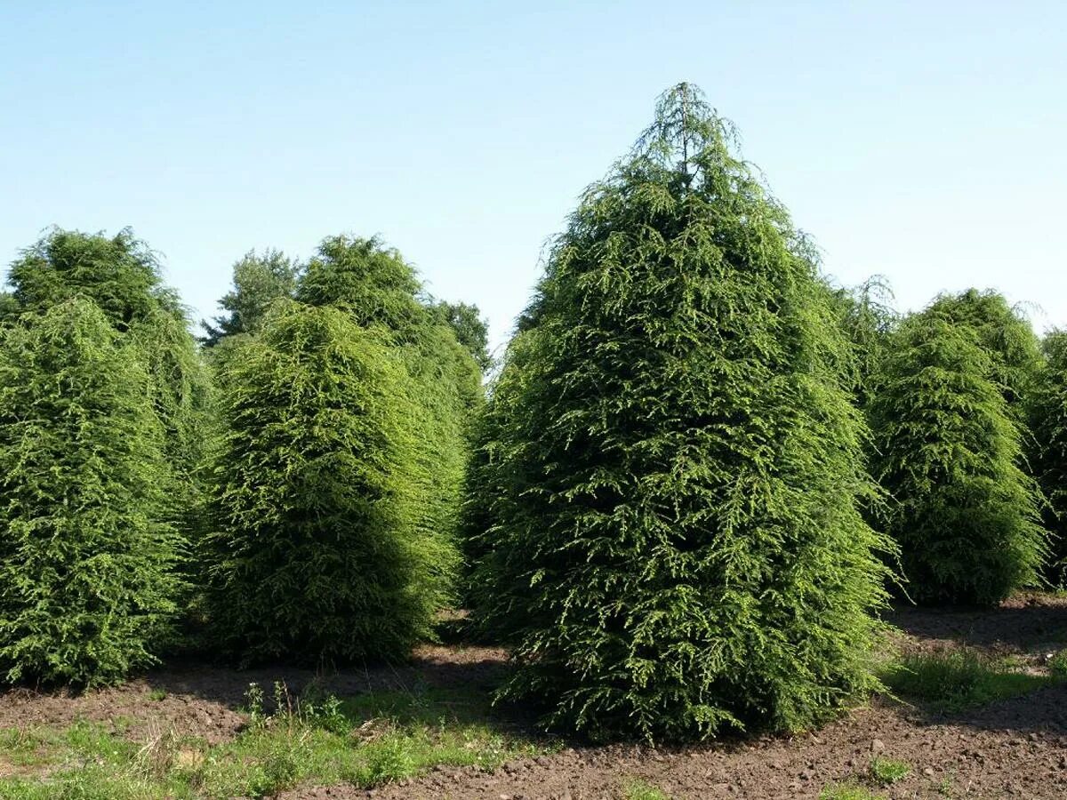 Тсуга западная. Тсуга канадская пендула. тсуга канадская tsuga canadensis. тсуга канадская jeddeloh.