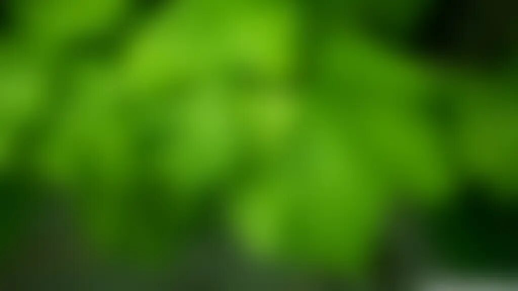 Backdrop blur