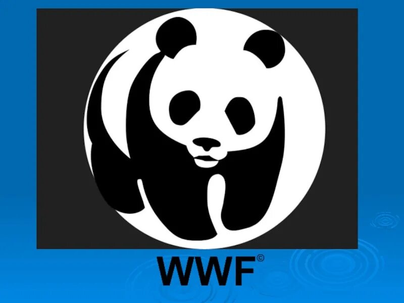 ВВФ Всемирный фонд дикой природы. Всемирный фонд дикой природы логотип. Панда WWF. Панда символ WWF.