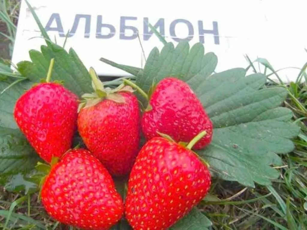 Земляника альбион ремонтантная. Альбион саженцы фото. Земляника альбион ремонтантная. Клубника ремонтантная альбион. Описание земляники альбион.