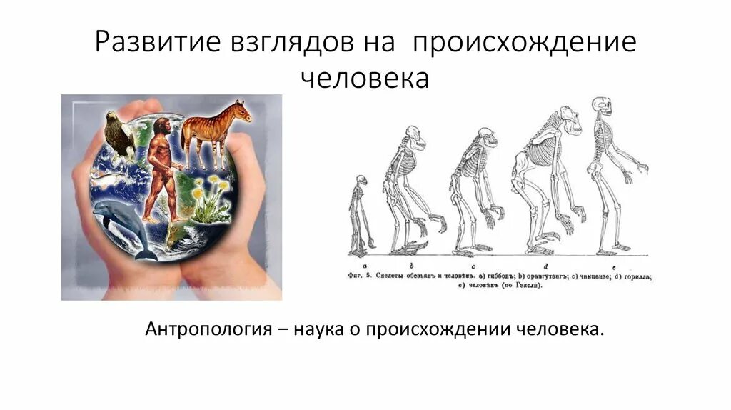 Теории про человека. Происхождение человека. Теории происхождения человека. Гипотезы возникновения человека. Теории возникновения человека на земле.