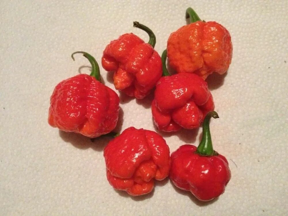 World pepper. Семена перца Скорпион Тринидада. Скорпион Тринидада (перец) сорта перца. Trinidad Scorpion Moruga дерево.