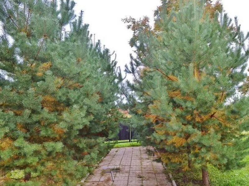 Пожелтение хвойных. Шютте сосны веймутовой сосны. пожелтение хвои сосна горная. пузырчатая ржавчина сосны веймутова. шютте сосны веймутова.