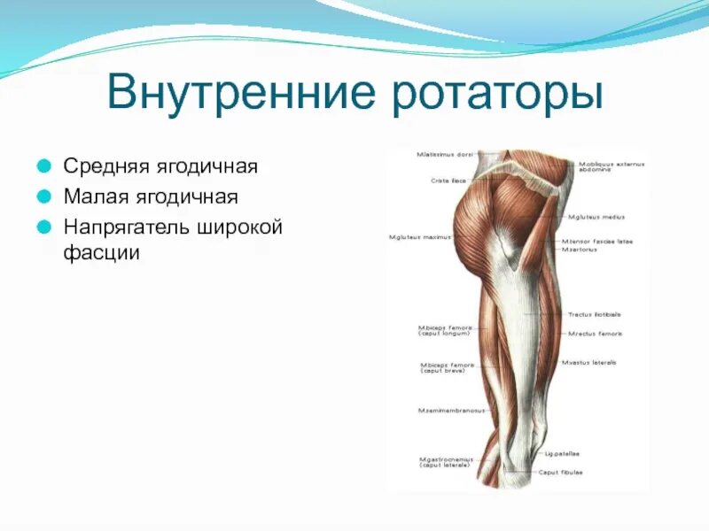 Мышца напрягающая широкую. Мышца напрягающая широкую