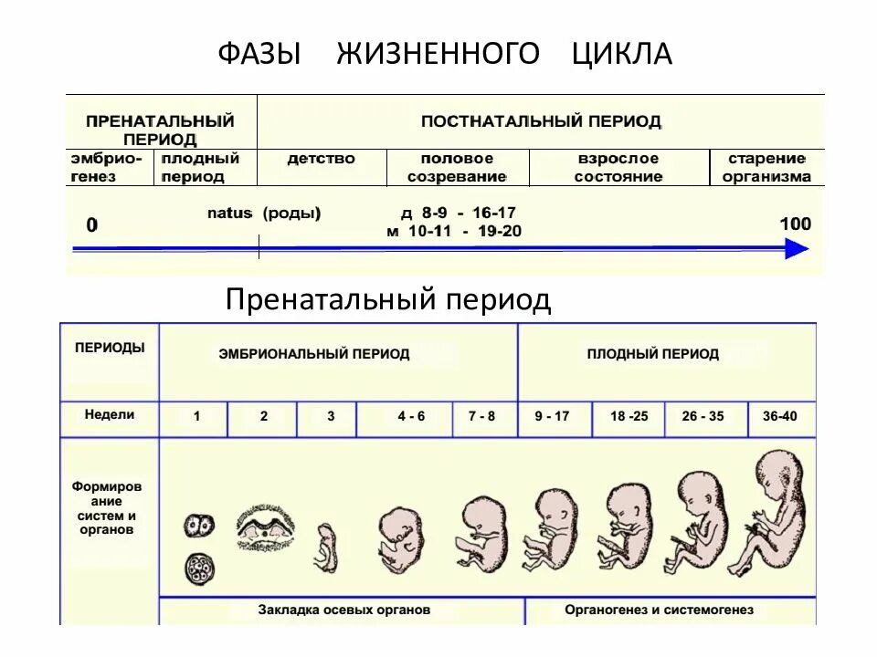 Эмбриональное развитие человека в основном. Пренатальный период развития это. Этапы пренатального развития. Стадии развития ребенка в пренатальном периоде. Периодизация пренатального периода развития.