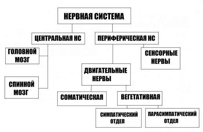 Классификация нервной системы и взаимосвязь ее отделов: найдено 90 картинок