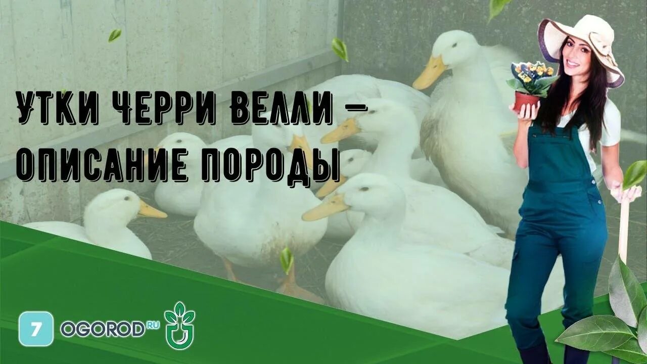 Черри велли описание породы. Порода уток черри Велли. Пекинская утка черри Велли. Утки черри-Велли описание. Утка черри-Велли описание породы фото.