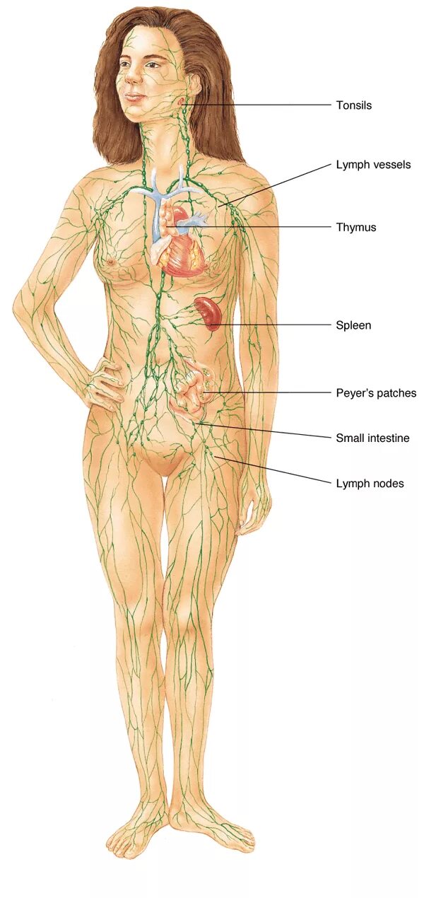 Лимфатические узлы расположение у женщин. Лимфоузлы на теле женщины расположение. Лимфатическая система на теле женщины. Лимфатическая система женщины схема. Расположение лимфы в теле человека.