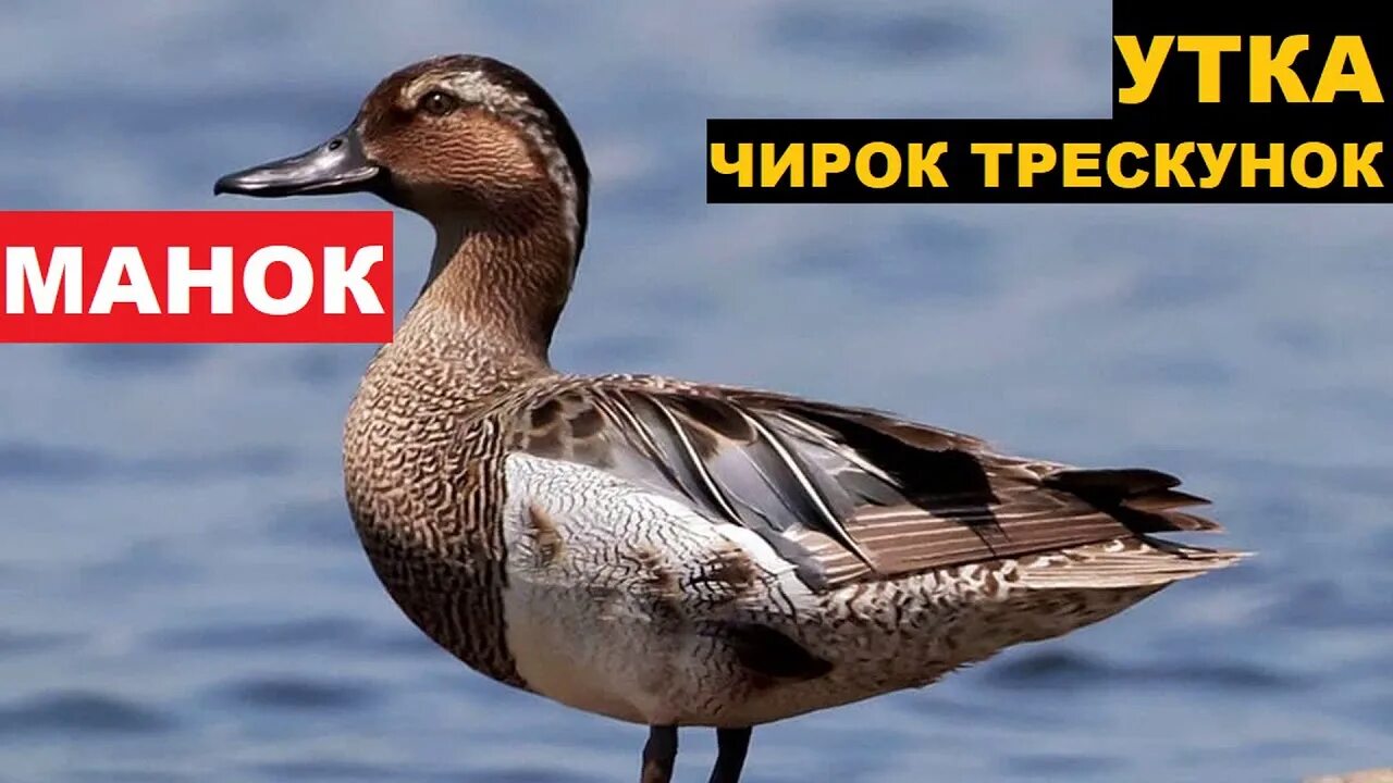 Утка чирок трескунок. Весенний чирок трескунок. Чирок трескунок голос. Чирок трескунок селезень.