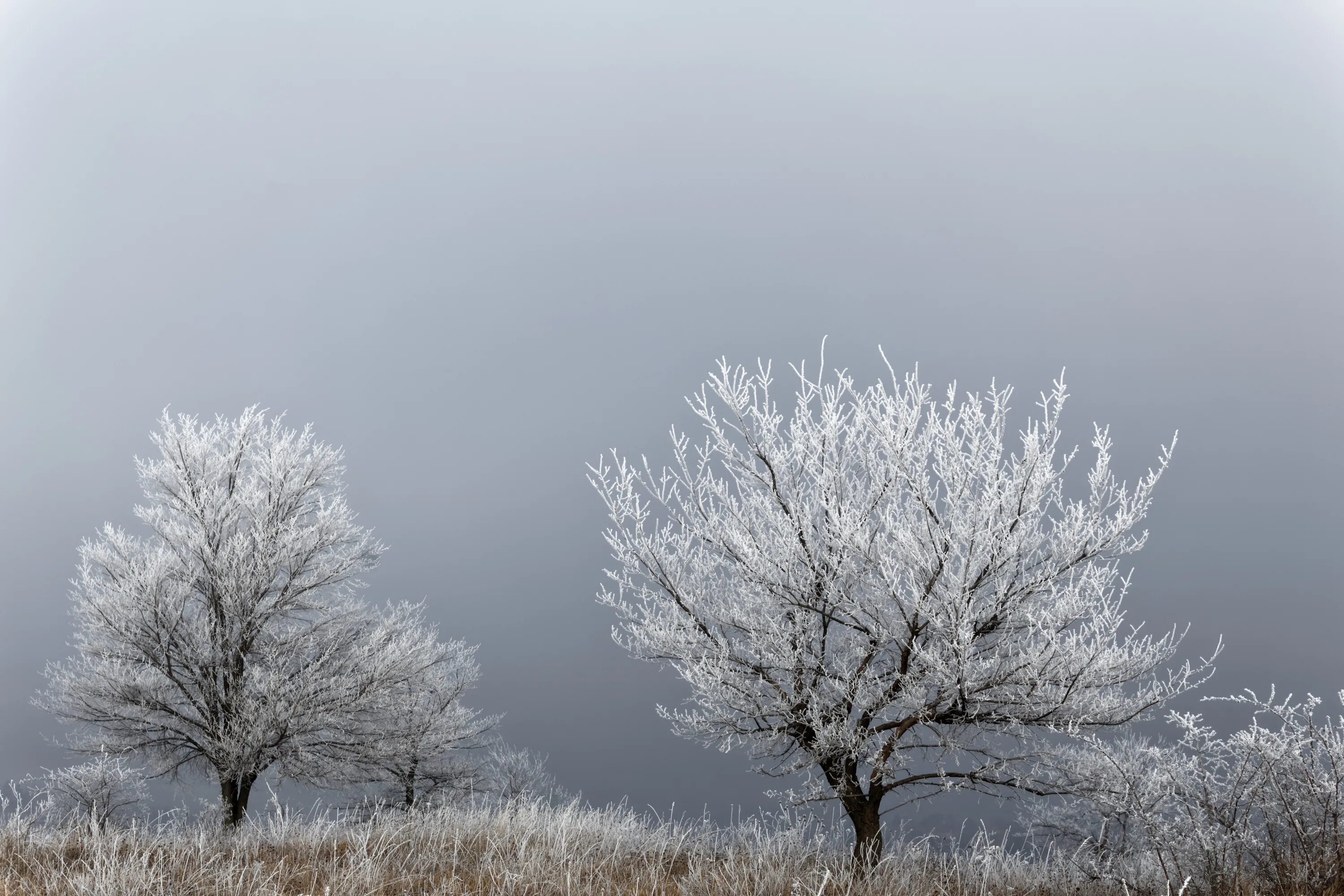 Зачем белые деревья. Белое дерево. Слабое морозное утро деревья. Одинокое дерево в степи зимой. Морозное утро в степи.