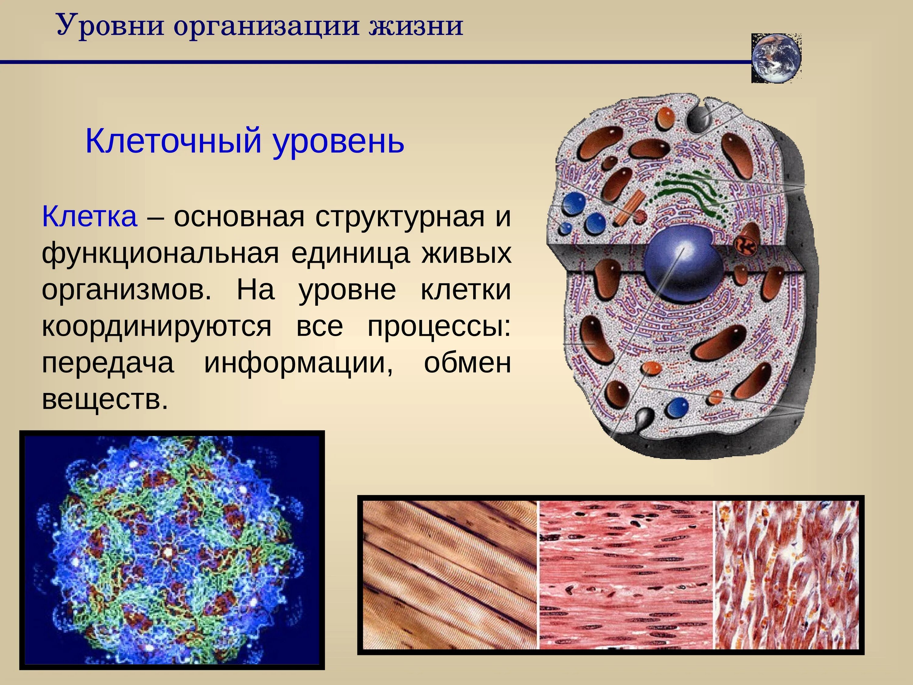 Какая наука изучает рост клетки. Клеточный уровень организации живой материи. Клеточный уровень организации живого. Клеточный уровень организации жизни. Уровни организации живой клетки.