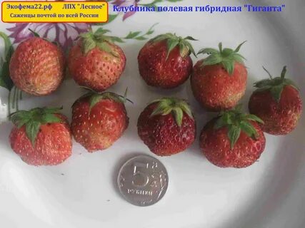 Клубника гиганта отзывы