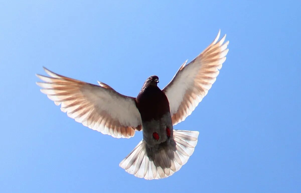 Голуби разлетаются. Пролетающие голуби. Голуби венгры высоколетные. Пролетающие голуби. Голубь взлетает.