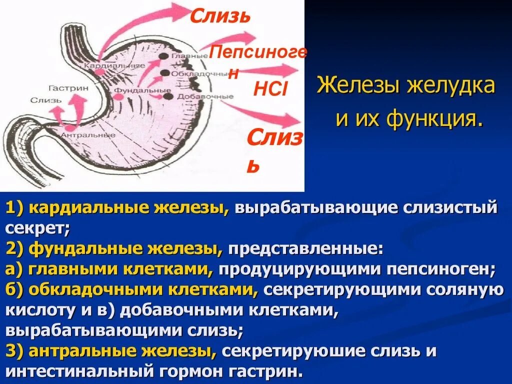 Слизистые клетки секрет. Фундальной железы желудка. Функции кардиальных желез желудка. Кардиальные железы желудка вырабатывают. Клетки желудка.