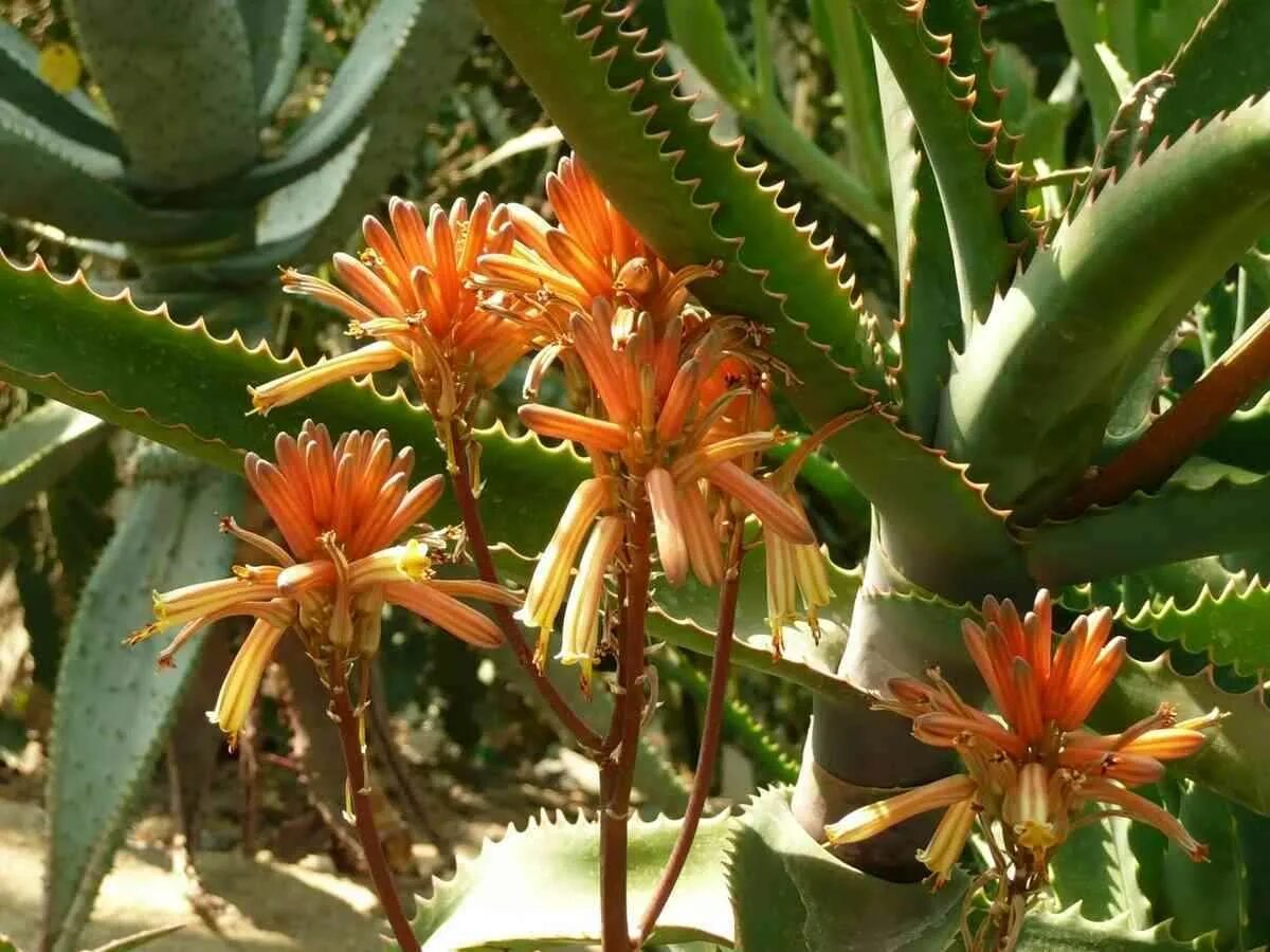 Aloe arborescens - Torch Aloe, Octopus Plant World of Succulents Идеи посадки ра