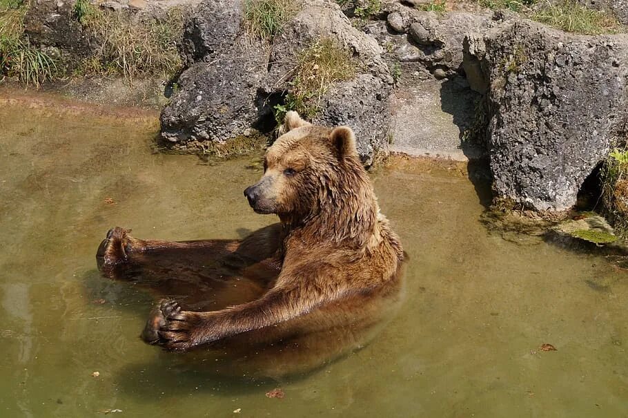 Can bears swim