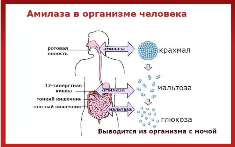 Фермент альфа амилаза. Амилаза в организме человека. Фермент Альфа амилаза биохимия. Амилаза структура. Альфа амилаза слюны.