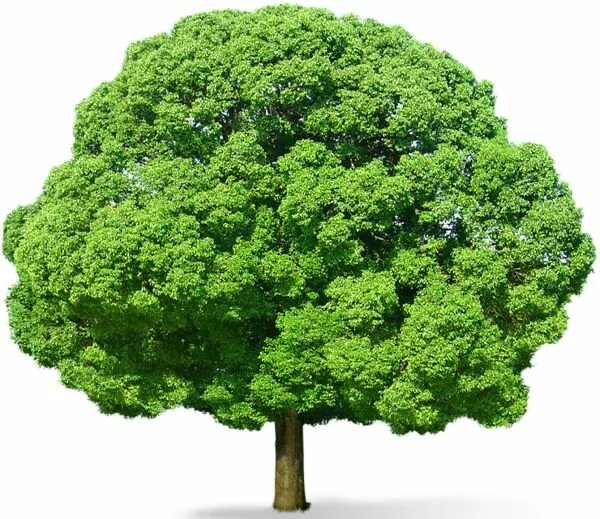 Light Green Tree Summer trees, Tree plan png, Trees top view