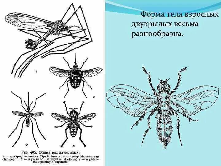 Внешнее строение двукрылых. Отряд двукрылые морфология. форма тела двукрылых. отряд двукрылые комар пискун отделы и форма тела. двукрылые строение тела.